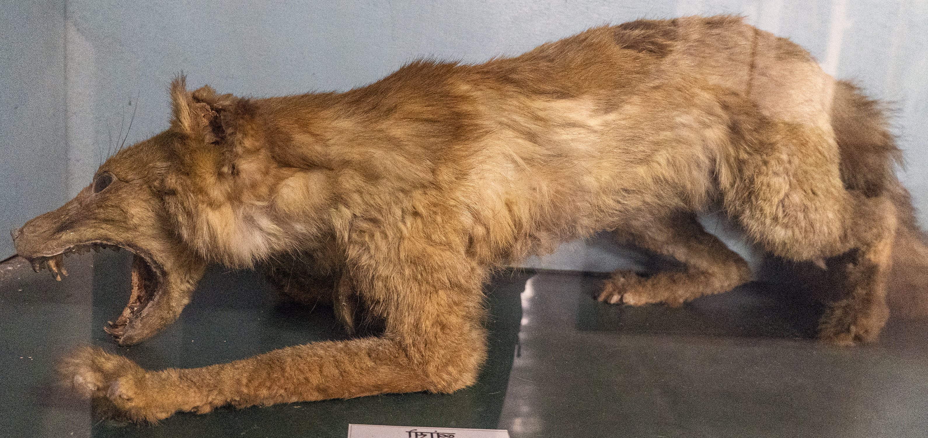 Wolf (Canis lupus) [Nepal: Natural History Gallery]